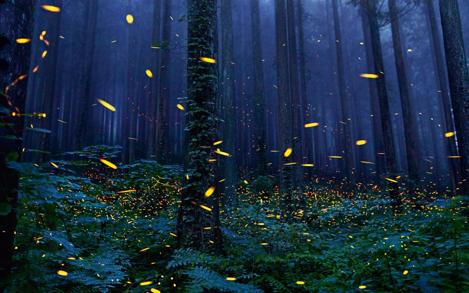 Download Enchanting Fireflies Forest Nature's Luminescent Symphony HD Wallpaper wallpaper