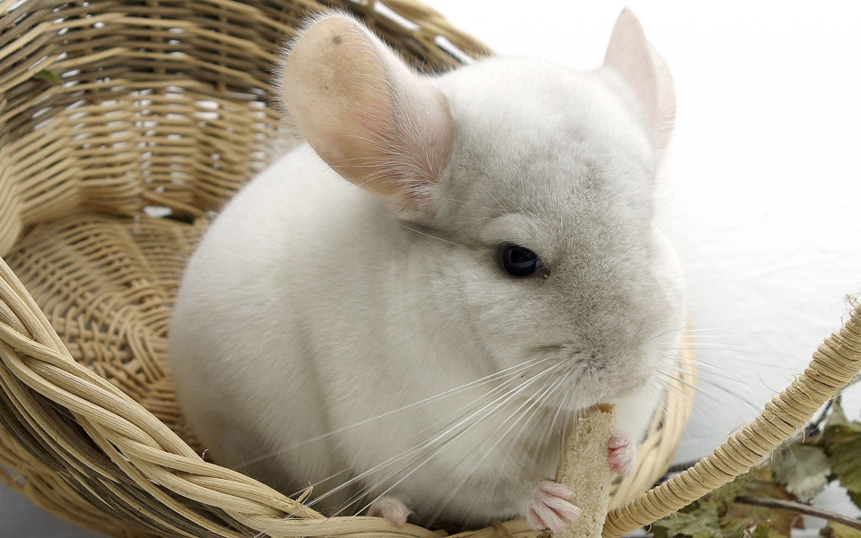 Download Funny Chinchilla HD Wallpaper for Rodent Lovers wallpaper