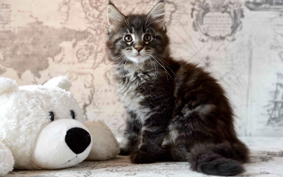 Download Maine Coon Small Fluffy Kitten HD Wallpaper for Cat Lovers wallpaper