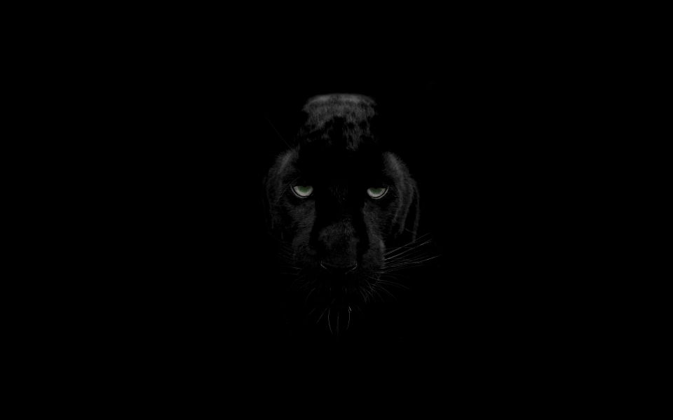 Download Majestic Black Panther Head Predator HD Wallpaper wallpaper