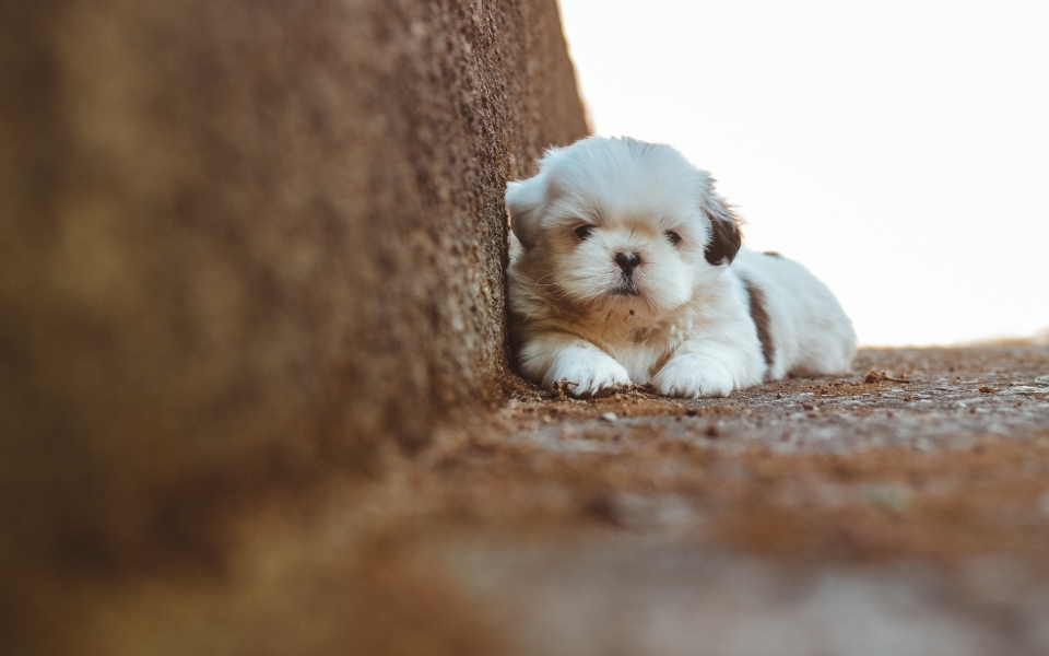 Download Shih Tzu Puppy HD Wallpaper for Dog Lovers wallpaper
