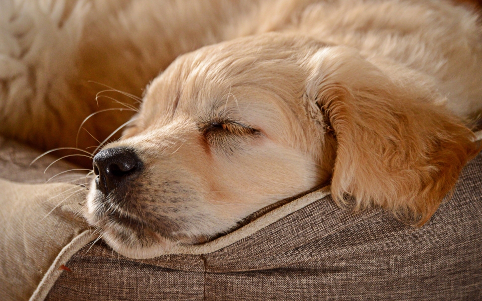 Download Sleeping Golden Retriever Puppy Close-up Cuteness in HD Wallpaper wallpaper