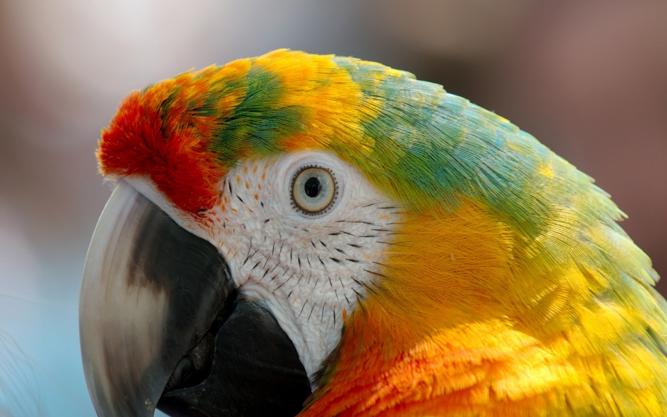 Download Vibrant Majesty Parrot Macaw HD Wallpaper wallpaper