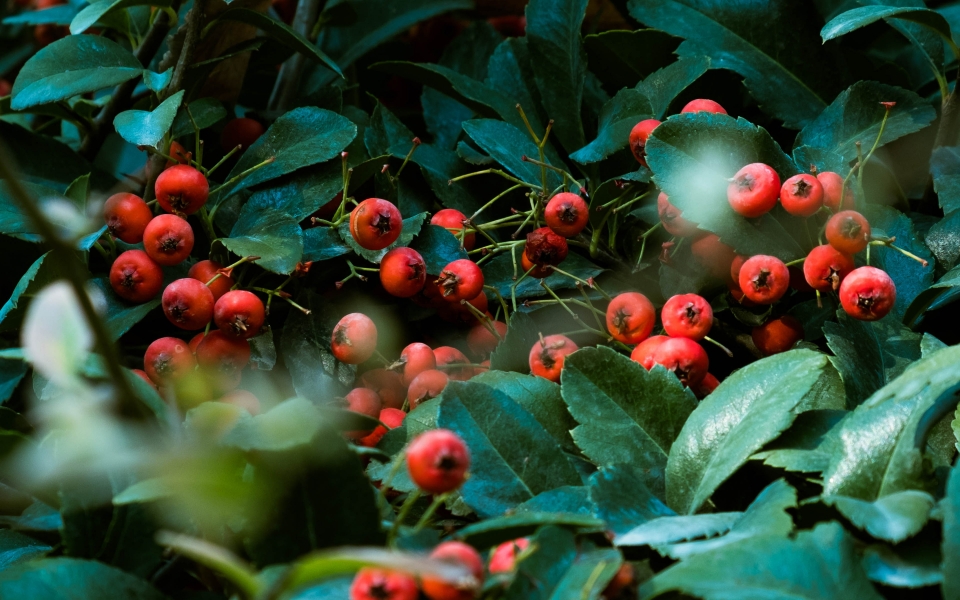 Download Vibrant Nature Red Berries and Green Trees HD Wallpaper wallpaper