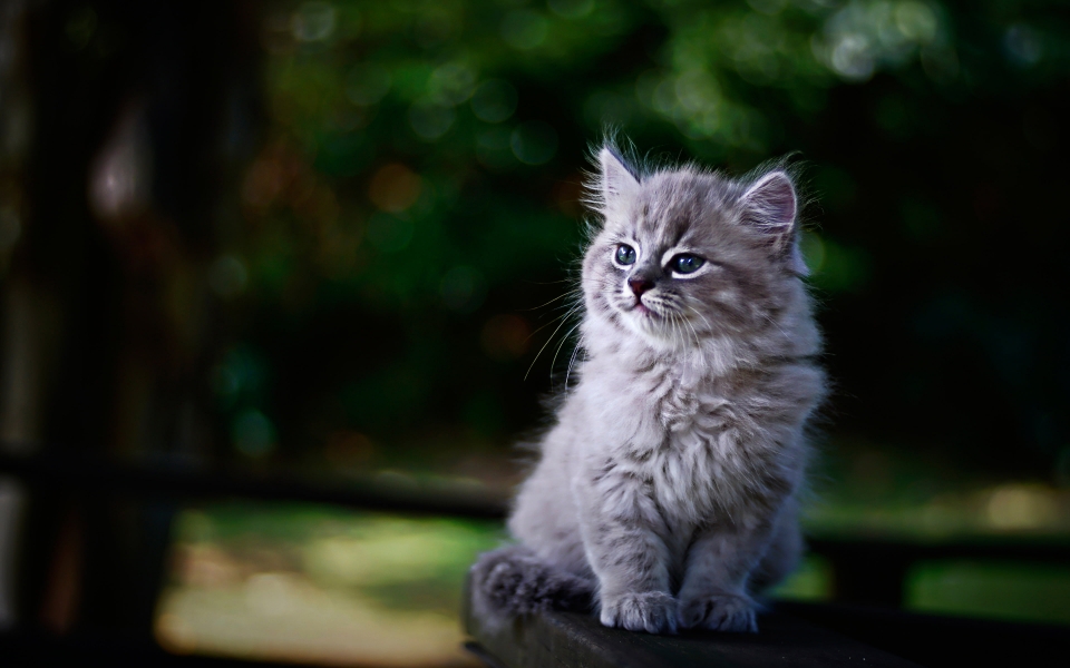 Download Adorable Persian Kitten Gray Cat Bliss HD Wallpaper wallpaper