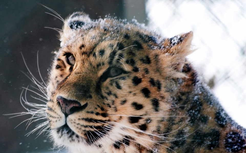 Download Amur Leopard Majestic Wild Cat of Untamed Beauty HD Wallpaper wallpaper