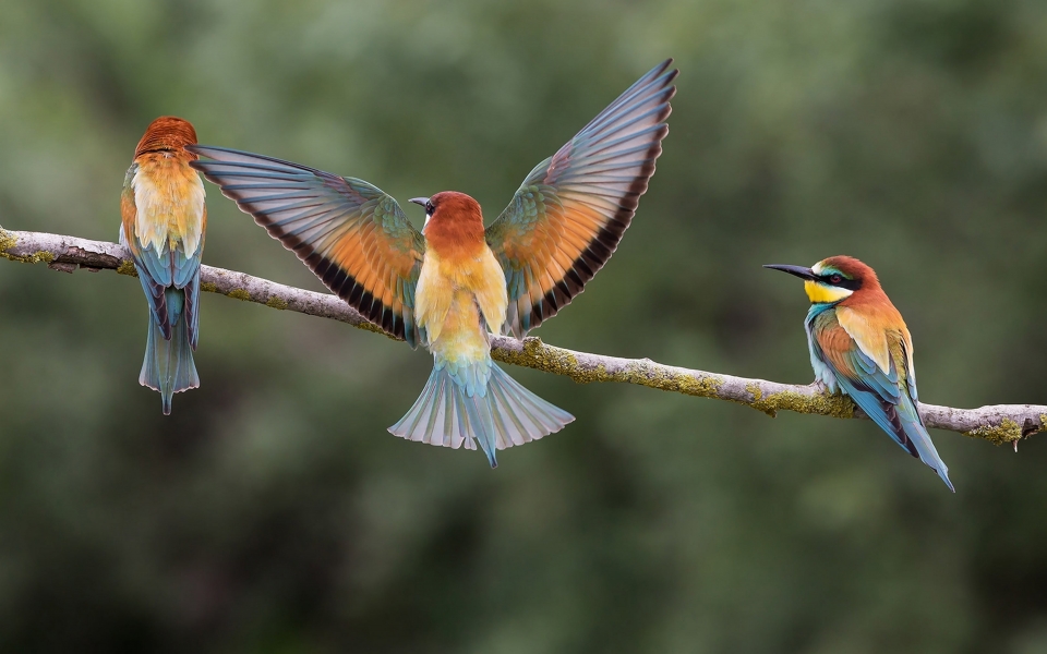 Download Bee Eaters Graceful Birds of Vibrant Beauty HD Wallpaper wallpaper
