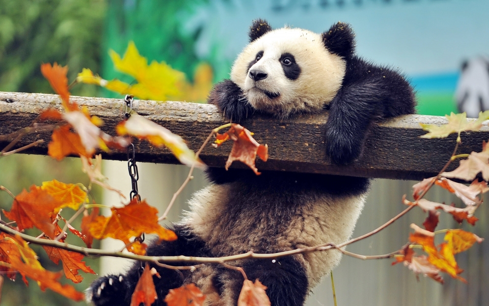Download Cute Panda Adorable Animal on a Tree Branch HD Wallpaper wallpaper