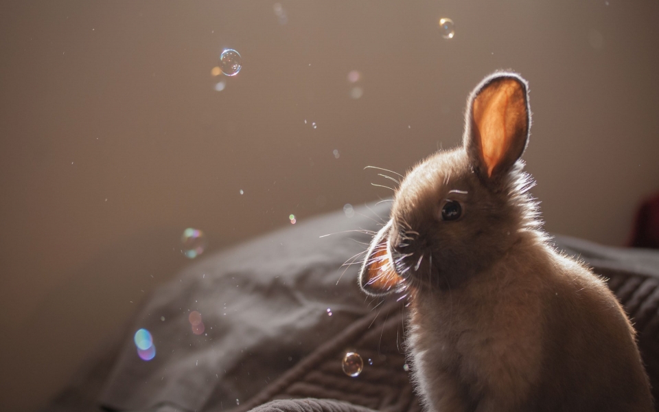 Download Cute Rabbit 2 HD Wallpaper for laptop wallpaper