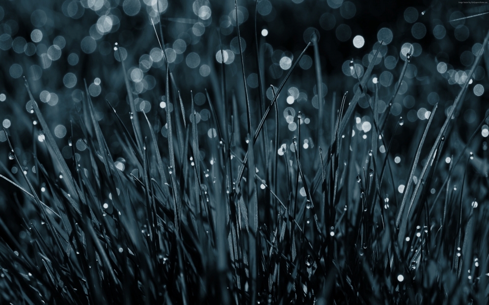 Download Dew Drops on Grass Serene Nature Beauty HD Wallpaper wallpaper