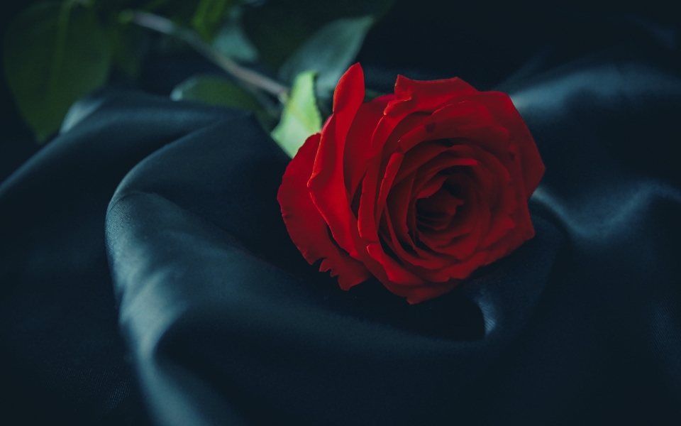 Download Elegance in Contrast Black Silk and Red Roses Close-Up wallpaper