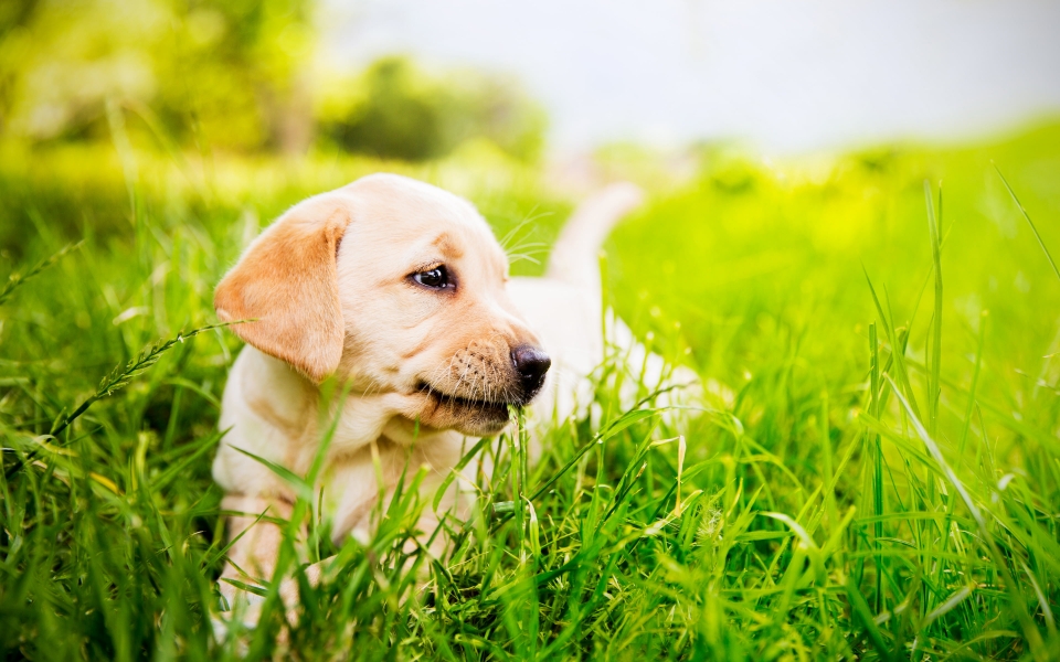 Download Golden Retriever Puppy in Green Grass Adorable HD Wallpaper wallpaper