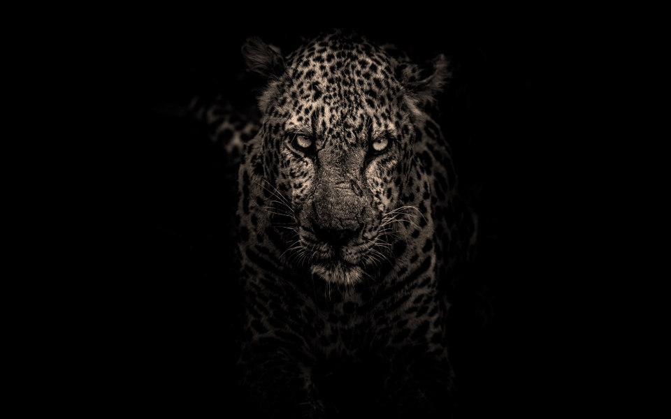 Download Leopard Majesty Striking HD Wallpaper of the Wild wallpaper
