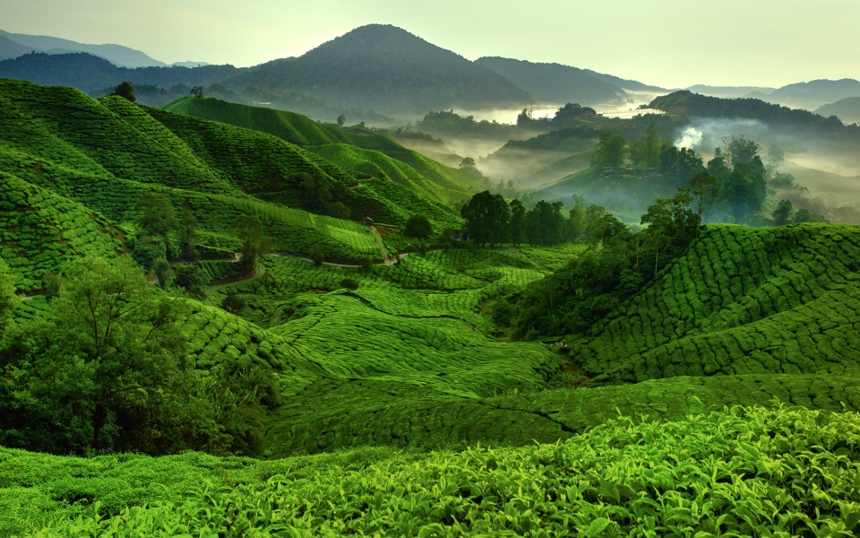 Download Morning Serenity Cameron Highlands Tea Plantations HD Wallpaper wallpaper