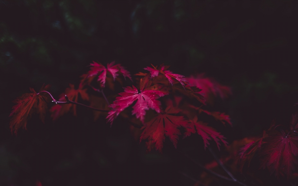 Download Red Leaves HD Wallpaper for laptop wallpaper