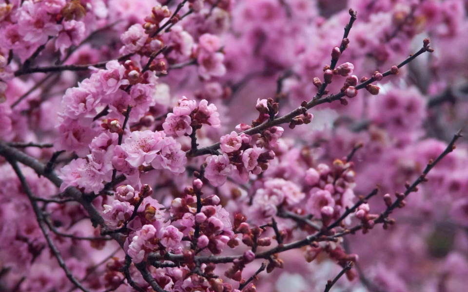 Download Sakura Serenity HD Wallpaper of a Cherry Garden in Full Bloom wallpaper