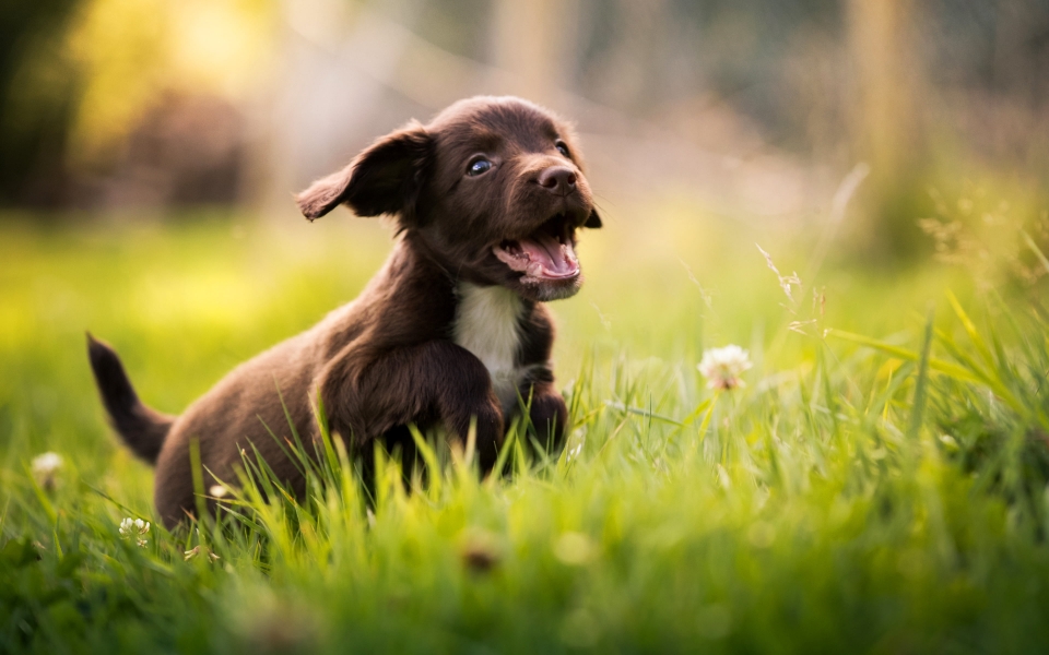 Download Small Puppy in Nature Adorable Spaniel in Green Grass HD Wallpaper wallpaper