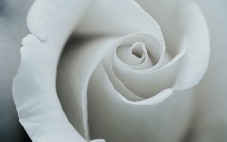 Download White Rose Bud Captivating Close Up of White Flowers HD Wallpaper wallpaper