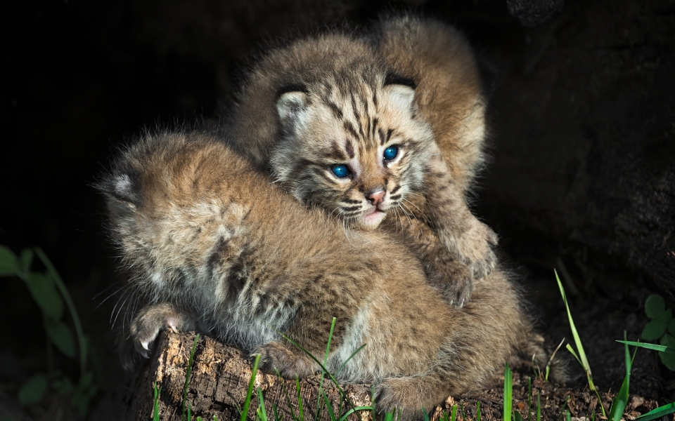 Download Adorable Bobcat Cubs Captivating Blue-Eyed Cuties HD Wallpaper wallpaper