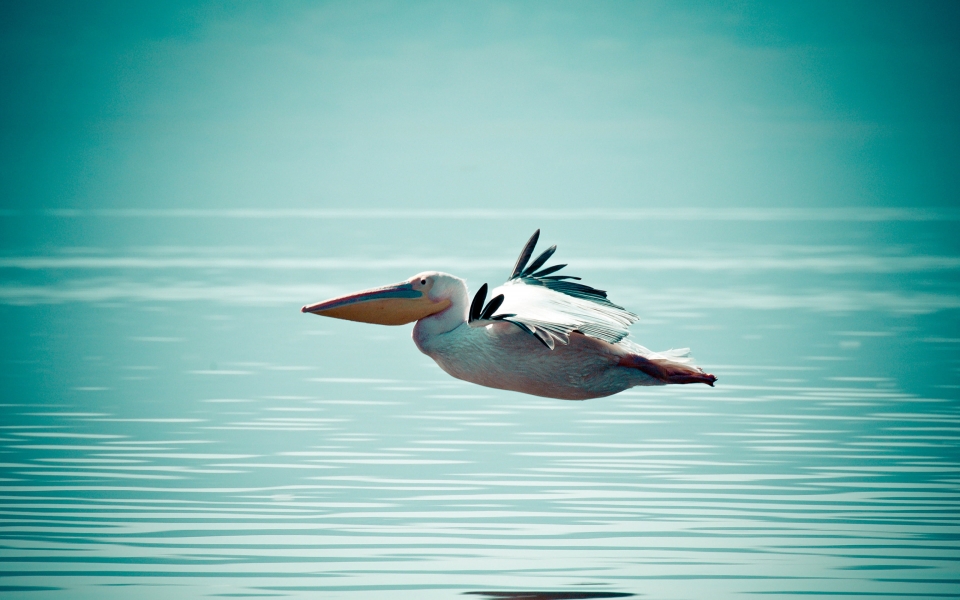 Download Beautifull Pelican Bird HD Wallpaper for macbook wallpaper