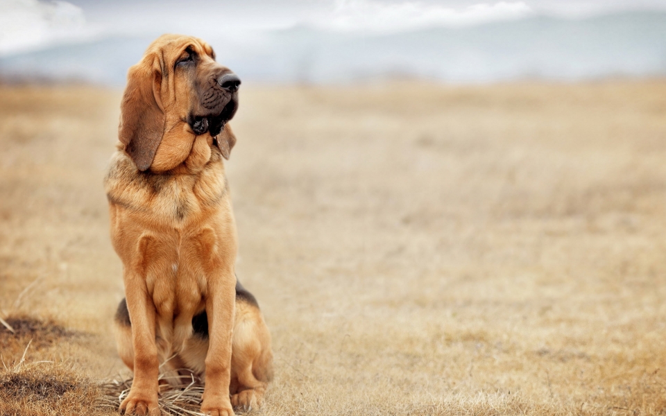 Download Bloodhound Dogs Cute and Endearing HD Wallpaper wallpaper
