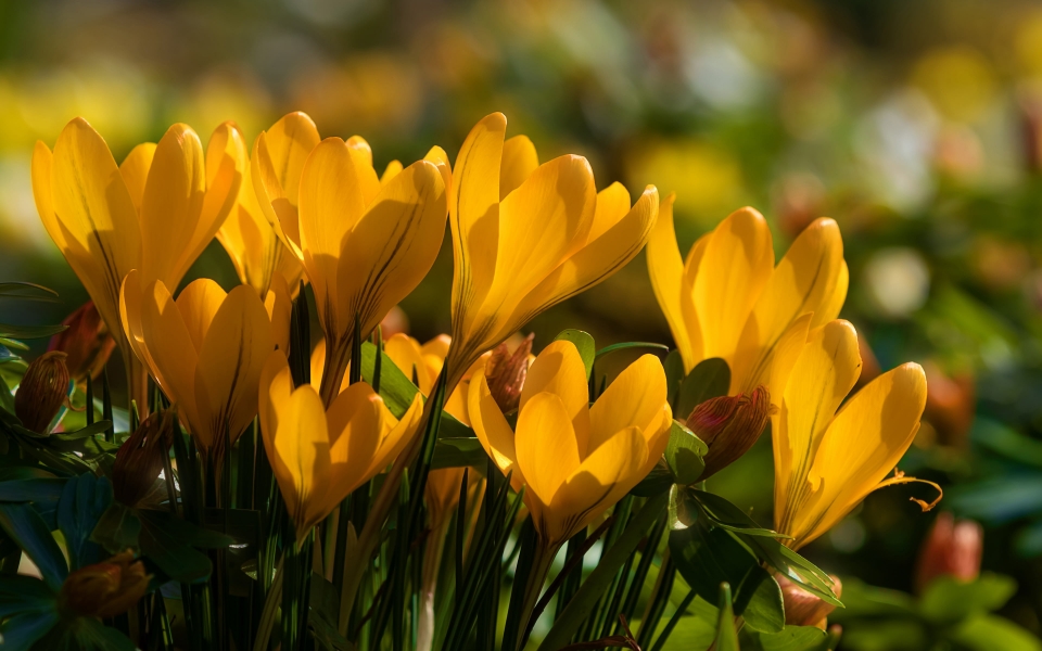 Download Blooming Beauty CloseUp of Yellow Crocuses in Spring HD Wallpaper wallpaper