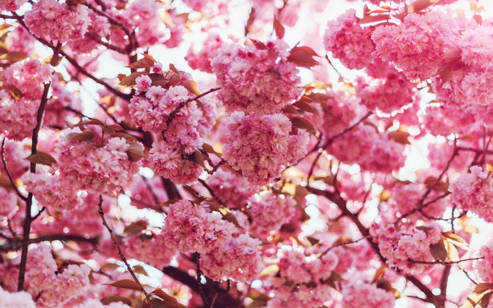 Download Blooming Splendor Pink Spring Blossoms HD Wallpaper wallpaper