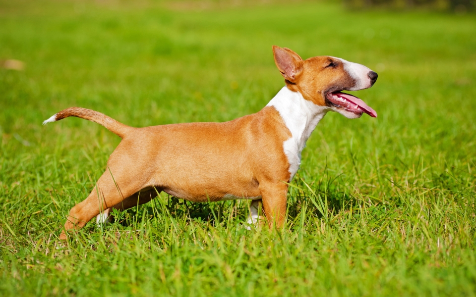 Download Bull Terrier Puppy Playtime on the Lawn HD Wallpaper wallpaper