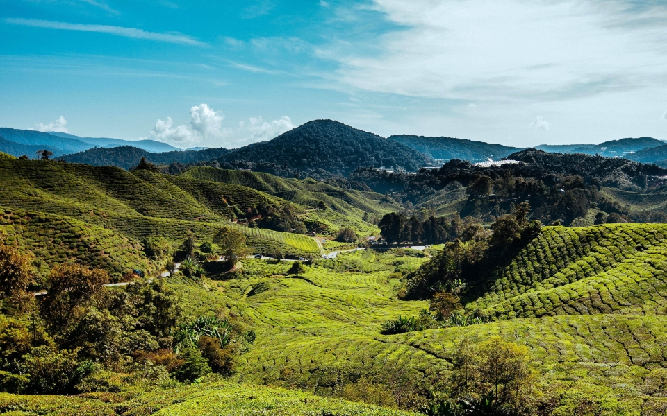 Download Cameron Highlands Serenity Amidst Tea Plantations HD Wallpaper wallpaper