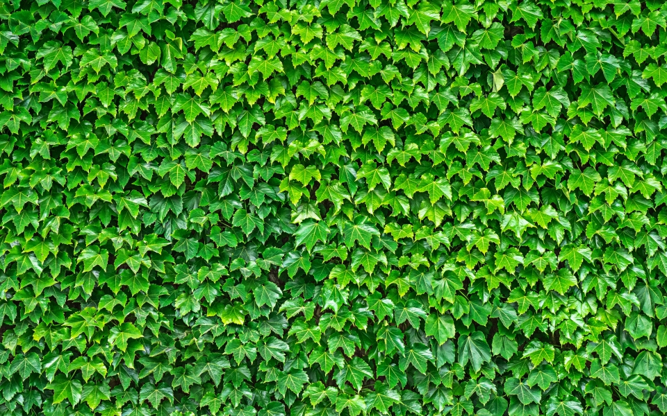Download Leaf Wall A Lush Tapestry of Green Leaves wallpaper