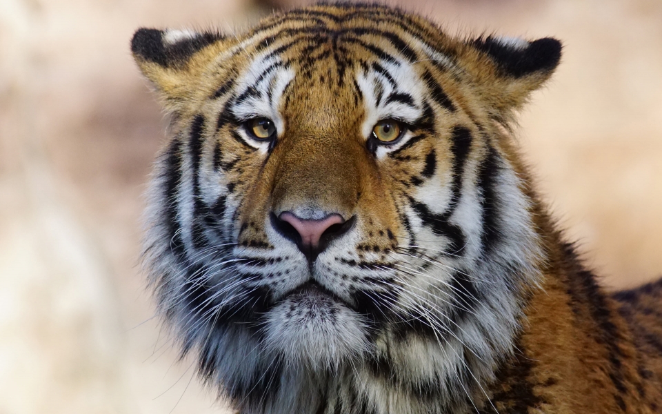 Download Majestic Predator Tiger Wild Animal HD Wallpaper wallpaper