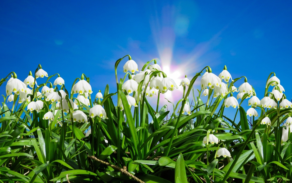 Download Snowdrop Delight Spring Flowers in Bloom HD Wallpaper wallpaper