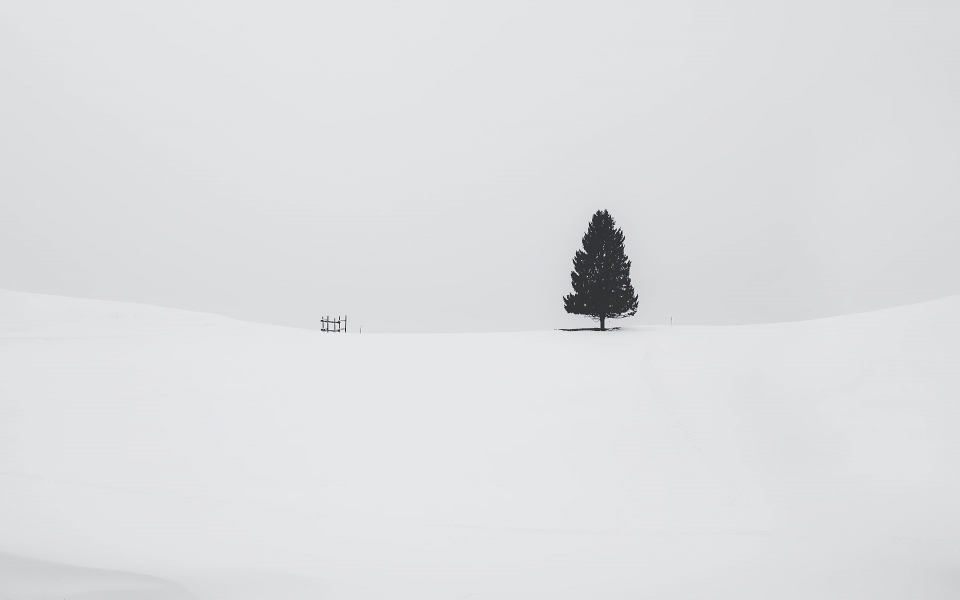 Download Snowy Tree in Nature HD 4K Wallpaper wallpaper