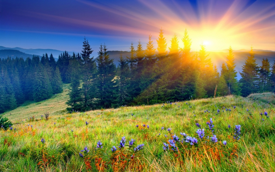 Download Sunrise Field Radiant Beauty in Nature's Glow HD Wallpaper wallpaper