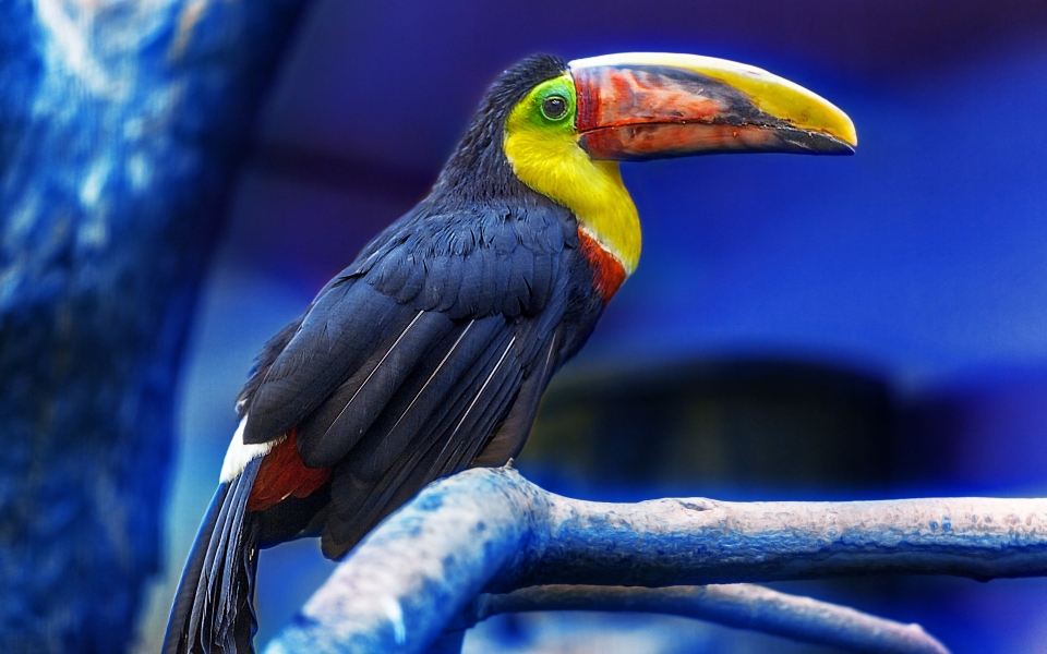 Download Touca Majestic Exotic Bird HD Wallpaper wallpaper