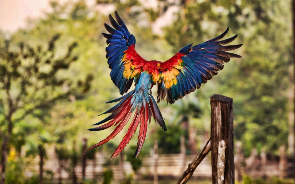 Download Vibrant Majesty Flying Macaw in Bokeh Wonderland HD Wallpaper wallpaper