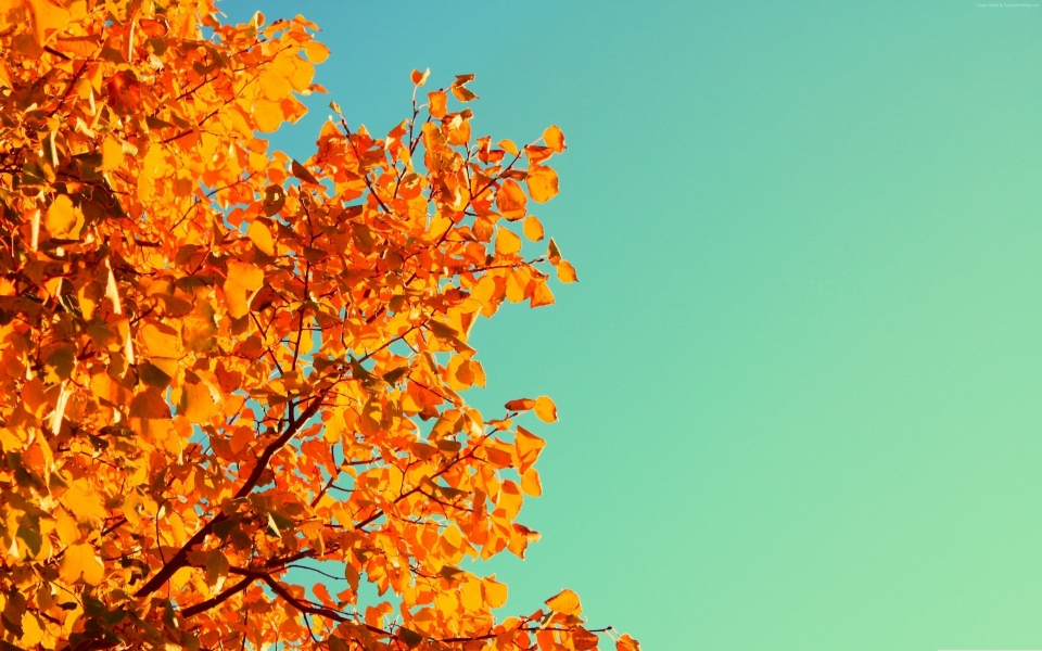 Download Yellow Leaves Nature's Golden Beauty HD 4K Wallpaper wallpaper