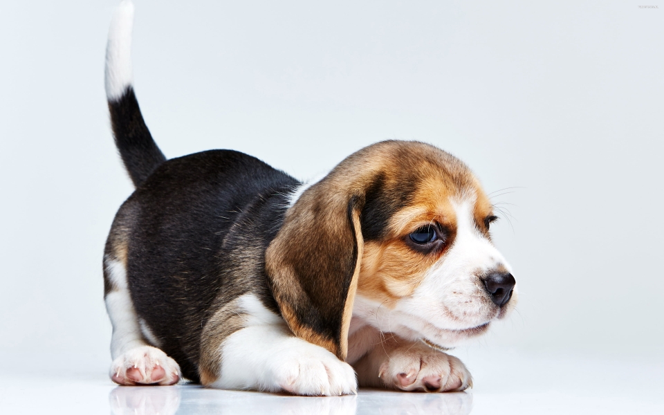 Download Adorable Beagle Puppy A Heartwarming Portrait of Cute Canine Charm wallpaper