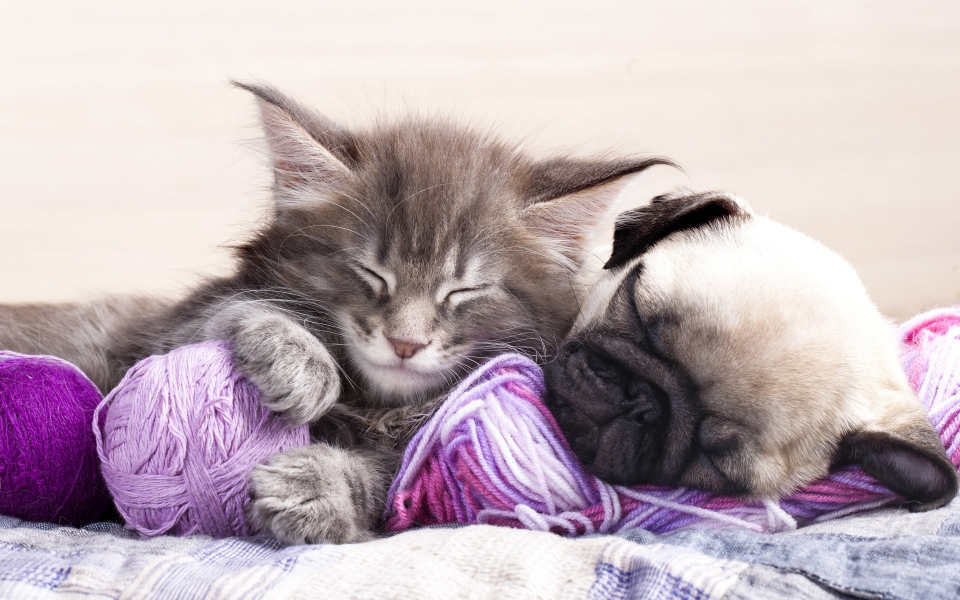 Download Adorable Pug Dog and Sleeping Kitten HD Wallpaper of Cute Animal Friendship wallpaper