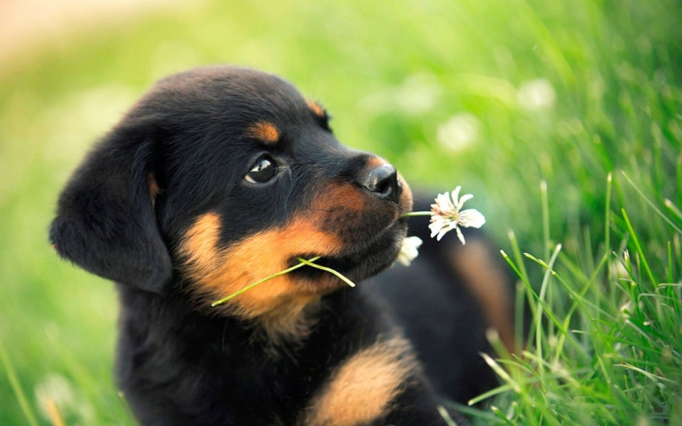 Download Adorable Rottweiler Puppy Close Up on the Lawn HD Wallpaper wallpaper