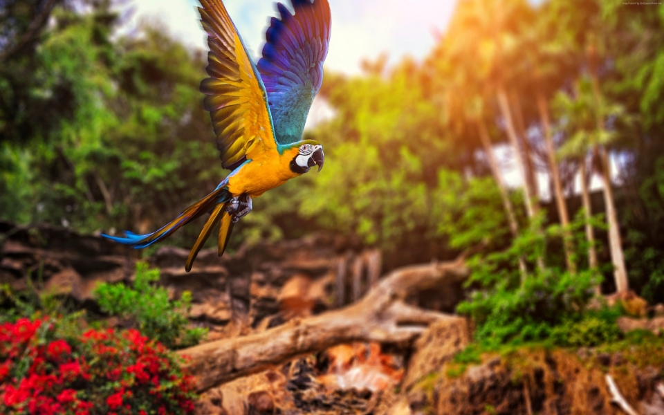Download Colourful Parrot Vibrant Avian Beauty HD 4K 2024 2025 Wallpaper wallpaper