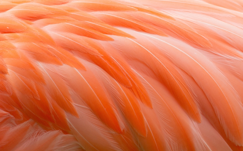 Download Flamingo Feathers HD 4K Wallpaper wallpaper