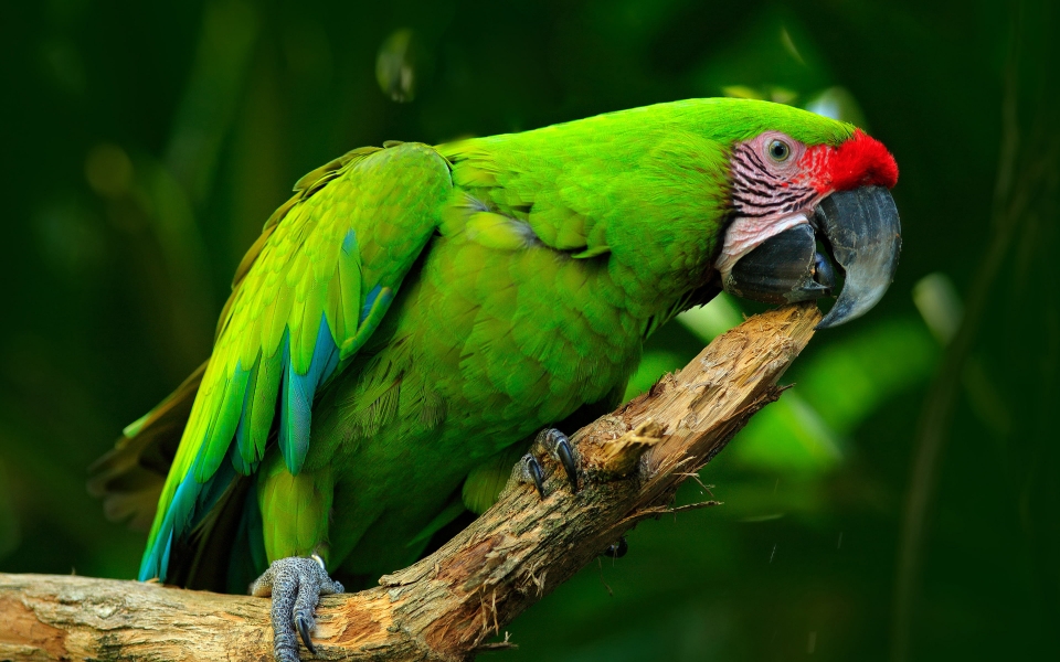 Download Exquisite Great Green Macaw HD 4K 5K 6K 7K Wallpaper wallpaper