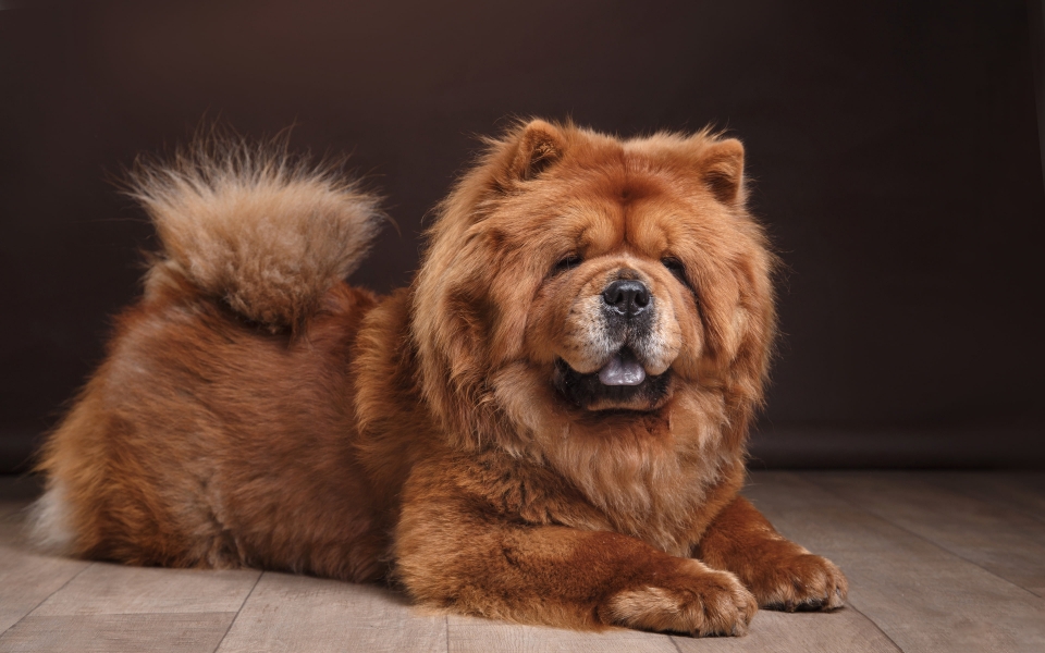 Download Furry Charm Adorable Brown Chow Chow Dog HD 4K 5K 6K 7K 8K Wallpaper wallpaper