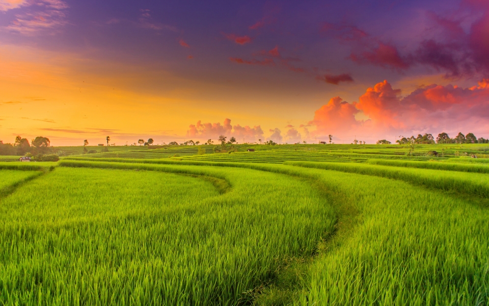 Download Green Paddy Field Ultra Nature's Serene Rice Landscape HD 4K 5K 6K Wallpaper wallpaper