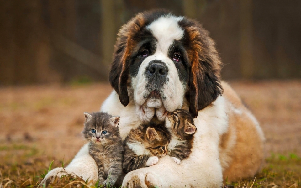 Download Harmony of Hearts Saint Bernard's Delightful Playtime with Kittens wallpaper