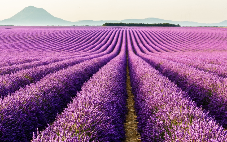 Download Lavender Fields of Provence HD Wallpaper wallpaper