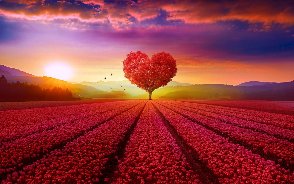 Download Ultra HD Wallpaper of Romantic Red Tulip Field 4K 5K 6K 7K 8K wallpaper