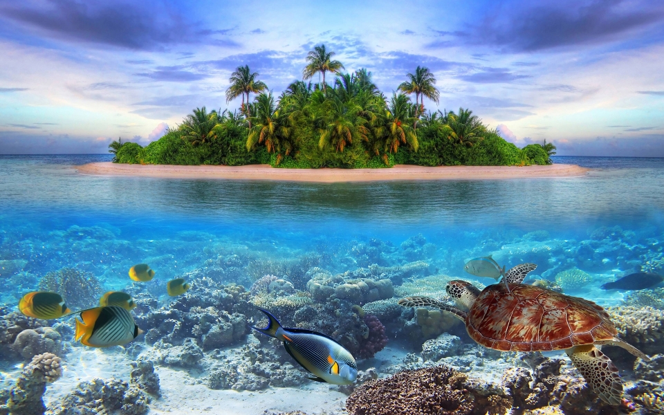 Download Underwater Wildlife HD wallpaper in 4K 5K 6K 7K 8K wallpaper