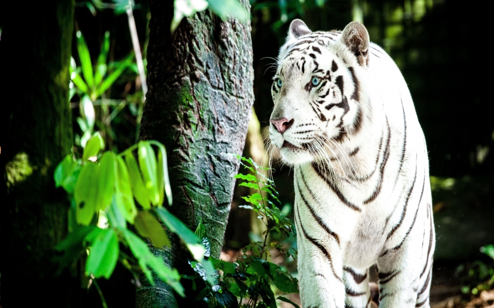 Download White Tiger in the Forest HD 4K 2024 2025 Wallpaper wallpaper